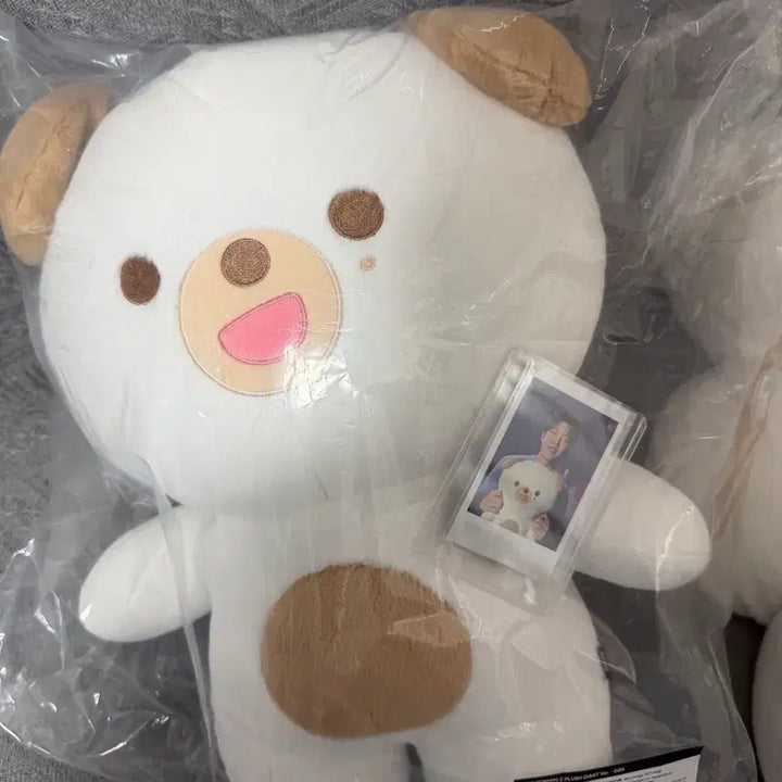[BUNJANG] JYP MERCH DON Photocard Bundle Set / 자쁘멀 돈 원가양도