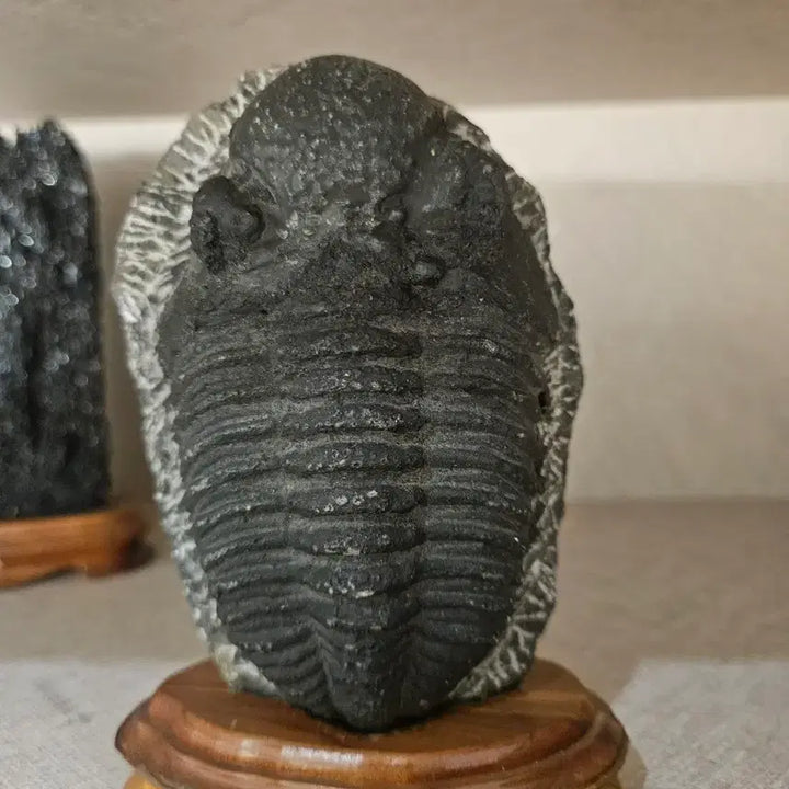 [BUNJANG] Trilobite Fossil with Wooden Stand / 삼엽충 화석