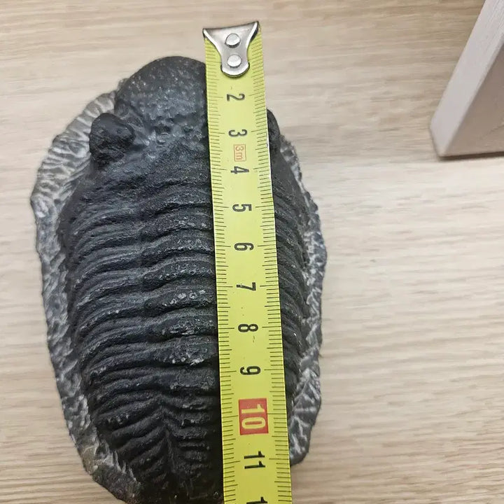 [BUNJANG] Trilobite Fossil with Wooden Stand / 삼엽충 화석
