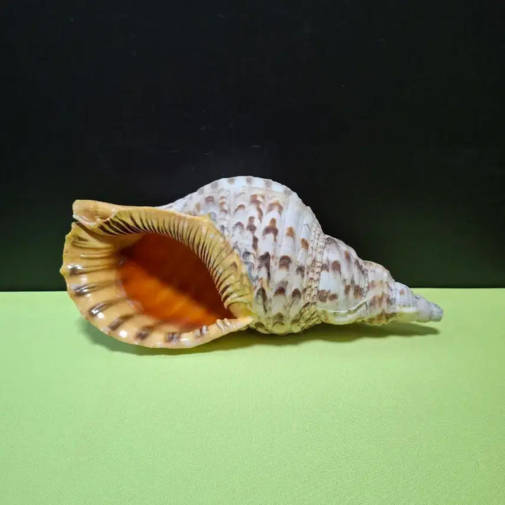 [BUNJANG] Large Conch Shell / 대형 소라 나각 용도