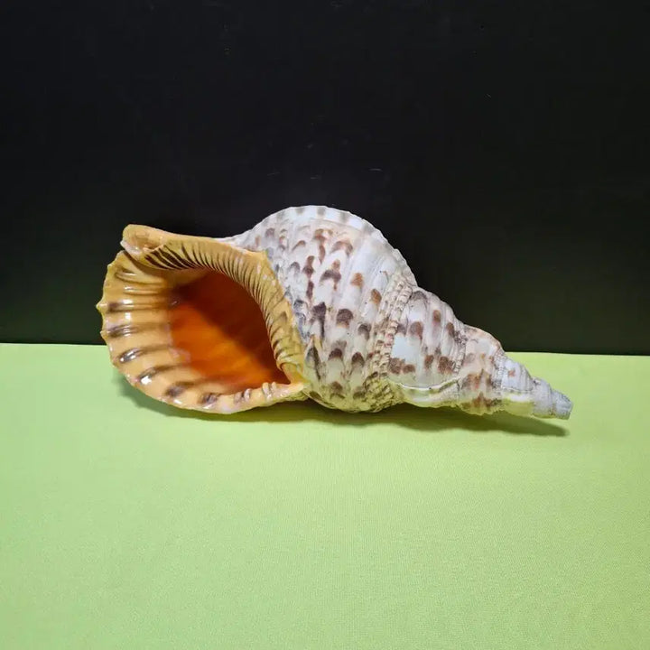 [BUNJANG] Large Conch Shell / 대형 소라 나각 용도