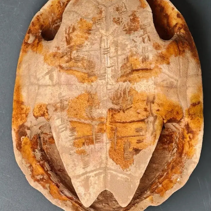 [BUNJANG] Ancient Chinese Oracle Bone Script Turtle Shell Fragment / 출토품 고대 복서용 각문 귀갑 갑골문 상형문자 조각 (2) 골동품 수집품