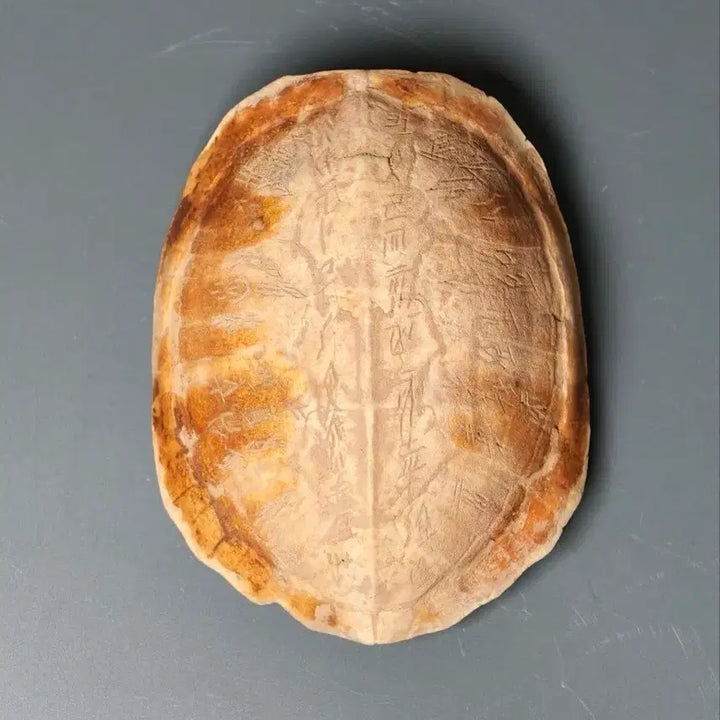 [BUNJANG] Ancient Chinese Oracle Bone Script Turtle Shell Fragment / 출토품 고대 복서용 각문 귀갑 갑골문 상형문자 조각 (2) 골동품 수집품