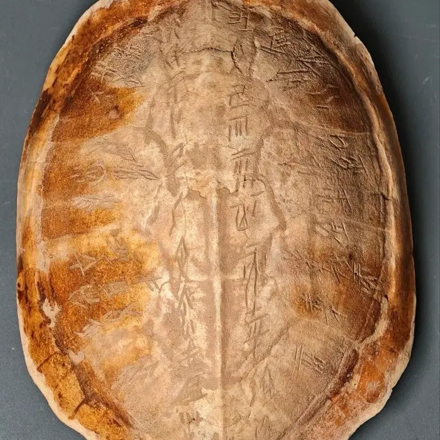 [BUNJANG] Ancient Chinese Oracle Bone Script Turtle Shell Fragment / 출토품 고대 복서용 각문 귀갑 갑골문 상형문자 조각 (2) 골동품 수집품