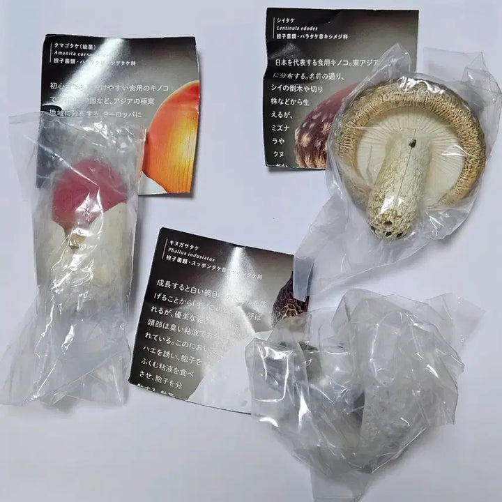 [BUNJANG] Mushroom Mood Lamp Keyring Gacha / [미개봉] 버섯 무드등 키링 가챠 독버섯 마그넷 가챠