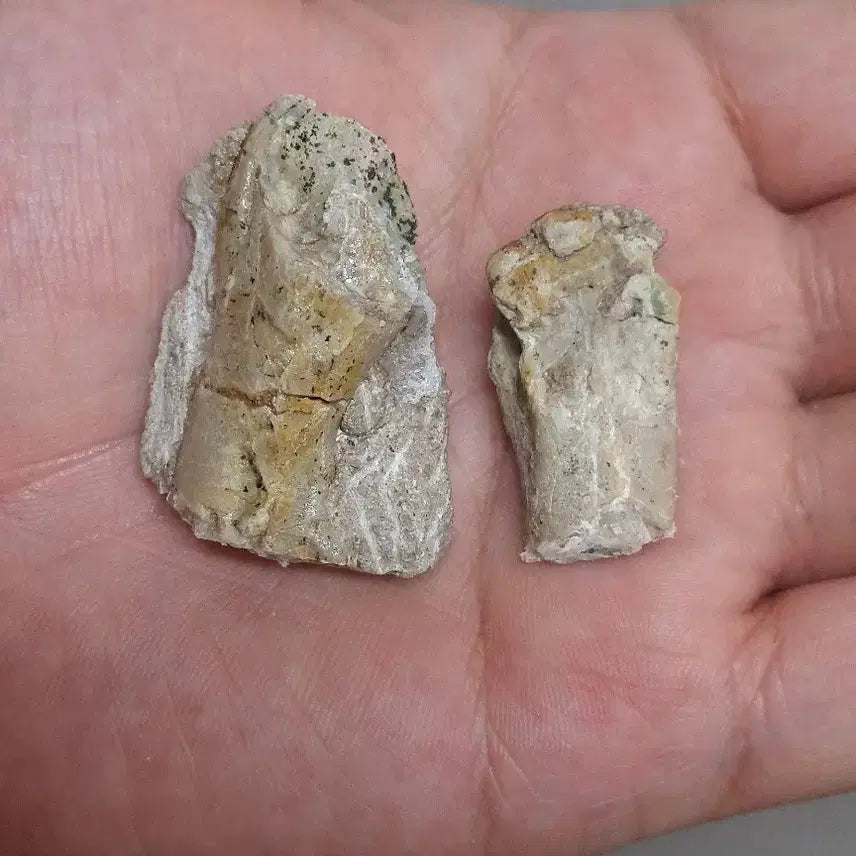 [BUNJANG] Psittacosaurus Tibia Fossil / 프시타코사우루스 다리뼈화석