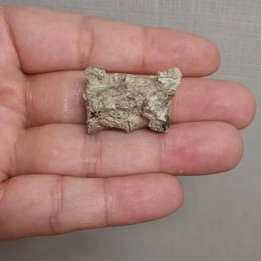 [BUNJANG] Psittacosaurus Vertebra Fossil / 프시타코사우루스 척추뼈화석