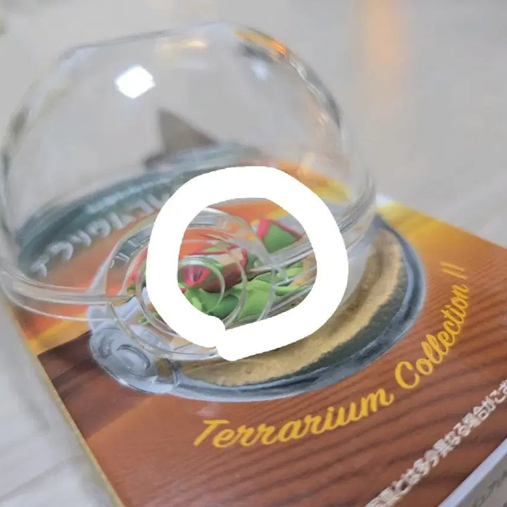 [BUNJANG] Pokemon Teddiursa Terrarium Collection Set Bundle / 포켓몬스터 깜지곰 리멘트 2세트 일괄판매