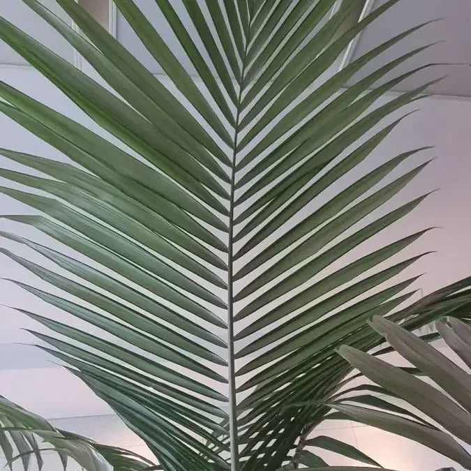 [BUNJANG] Areca Palm - Large Specimen Plant / 대왕야자(직거래)