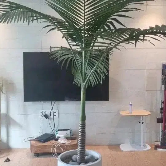 [BUNJANG] Areca Palm - Large Specimen Plant / 대왕야자(직거래)