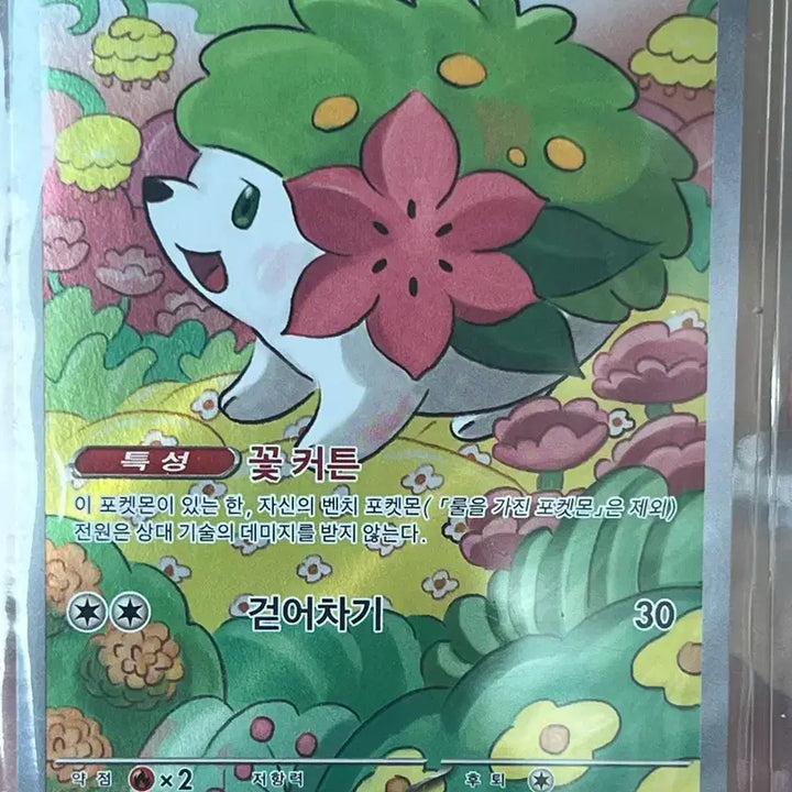 [BUNJANG] Shaymin AR / 쉐이미 ar