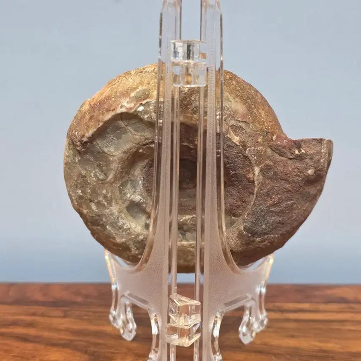 [BUNJANG] Ammonite Fossil Stone / 26060401 암모나이트 화석 수석 팝니다