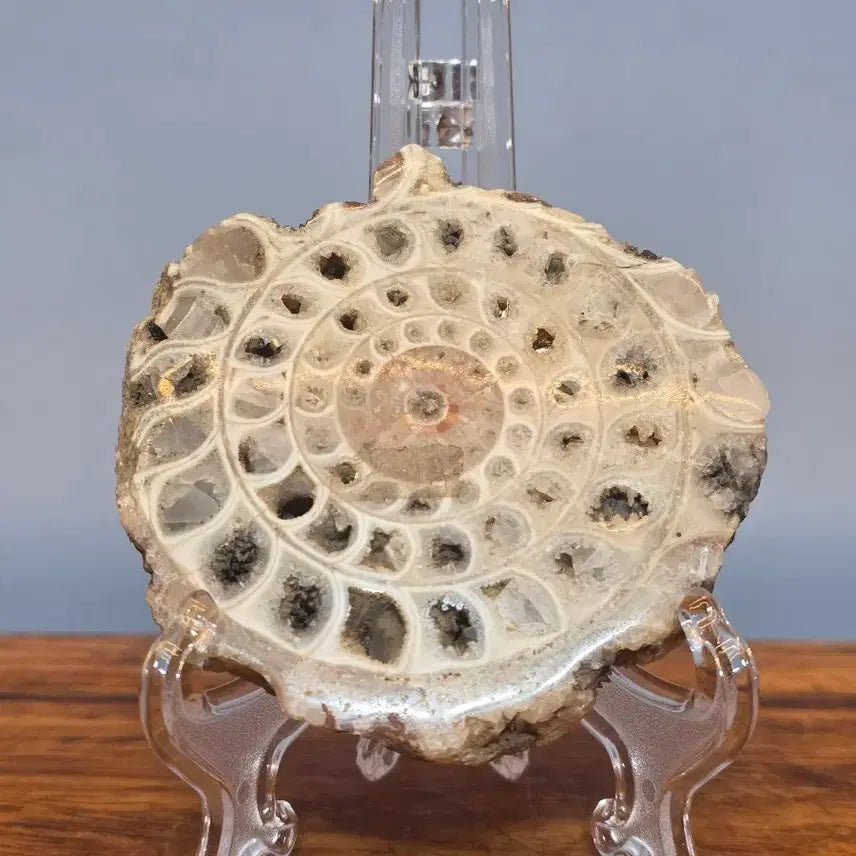 [BUNJANG] Ammonite Fossil Stone / 26060403 암모나이트 화석 수석 팝니다