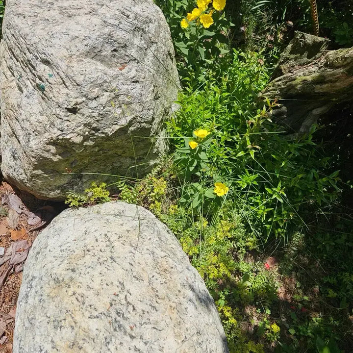 [BUNJANG] Natural Stone Landscaping Rocks (Gangwon-do Yangyang) / 자연석 팝니다