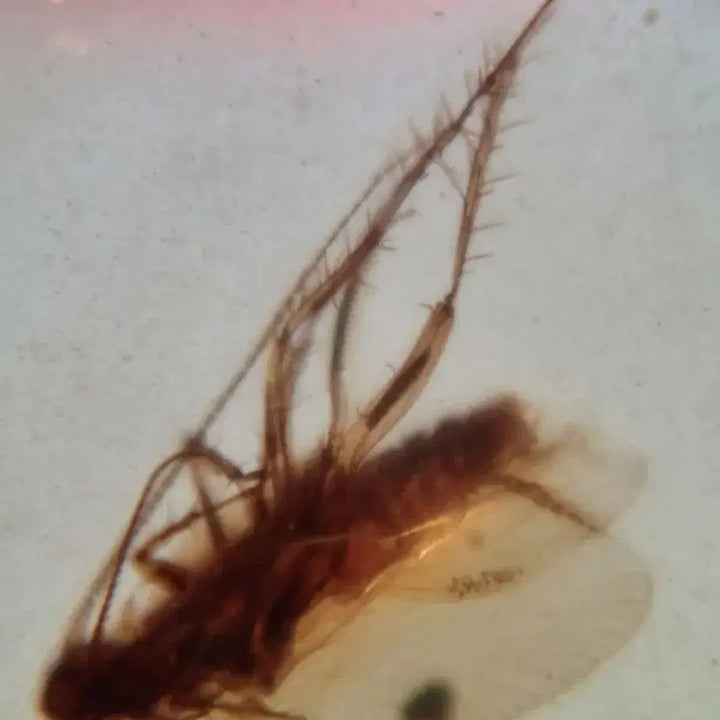 [BUNJANG] Burmese Cockroach Amber Fossil / 굿퀄!! 버마산 바퀴벌레 호박 화석