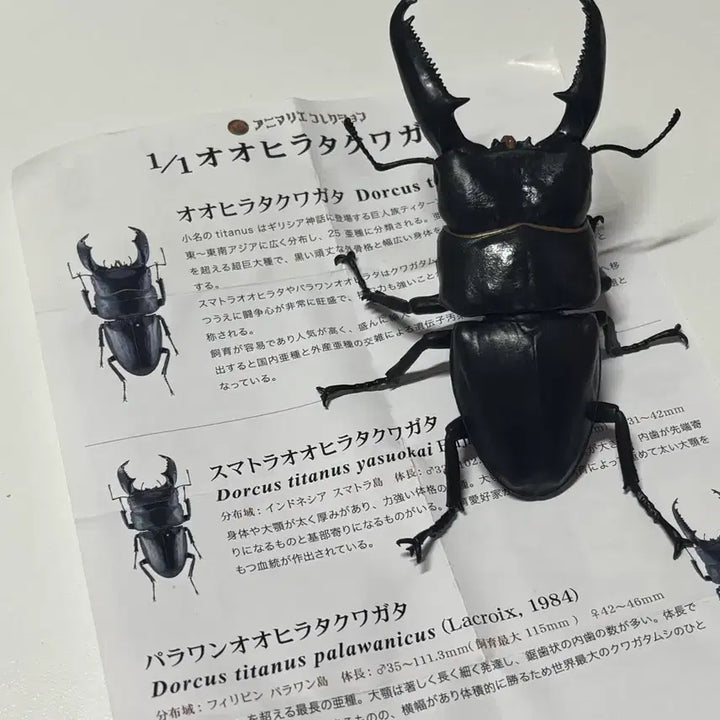 [BUNJANG] Giant Stag Beetle Figure Gacha / 일본가챠 생물가챠 왕넓적사슴벌레 피규어 가챠
