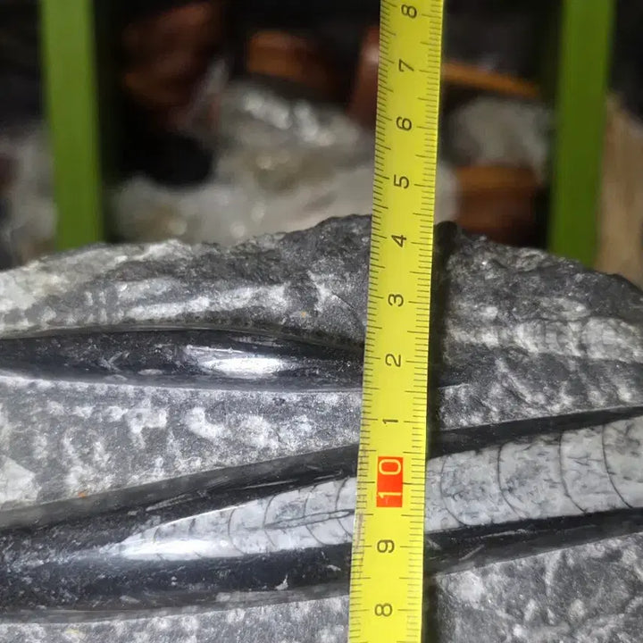 [BUNJANG] Orthoceras Fossil / 오소세라스(앵무조개)화석