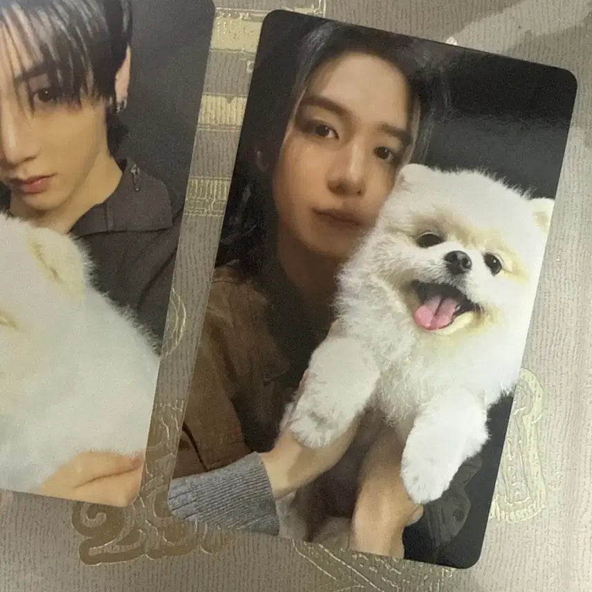 [BUNJANG] BOYNEXTDOOR Showcase POB Leehan Photocard / 보이넥스트도어 보넥도 쇼케이스 특전 짱이 포카 이한 팔아요