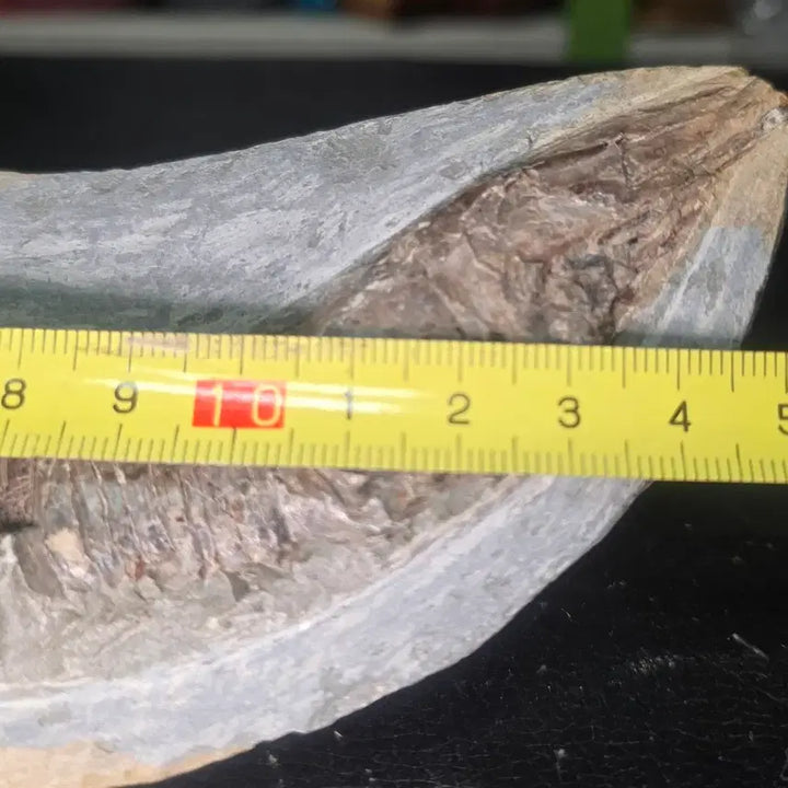 [BUNJANG] Bony Fish Fossil / 경골어류화석