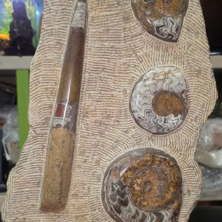 [BUNJANG] Orthoceras and Ammonite Fossil Collector&