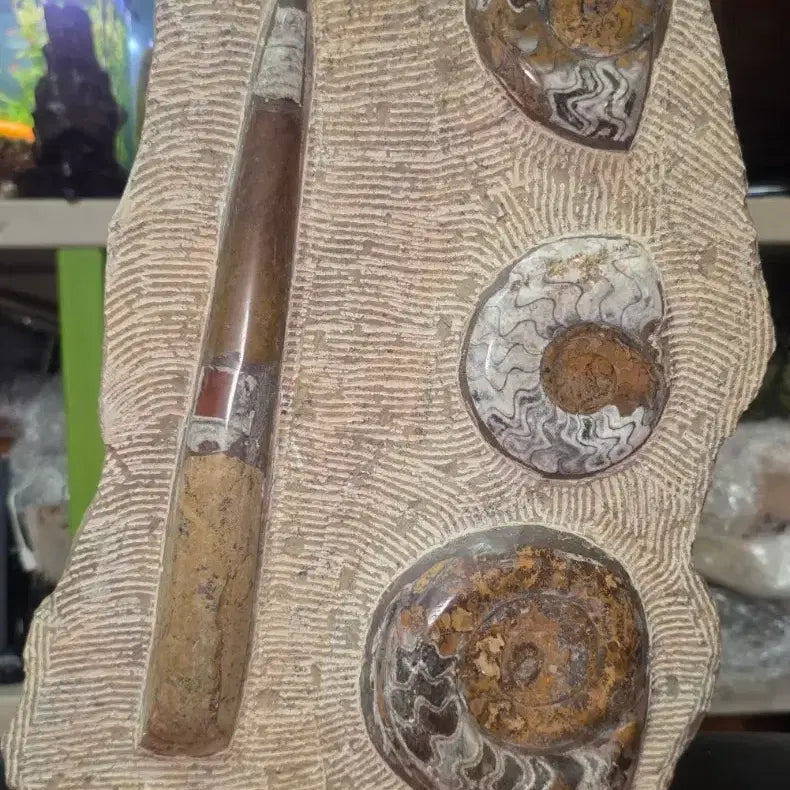 [BUNJANG] Orthoceras and Ammonite Fossil Collector&