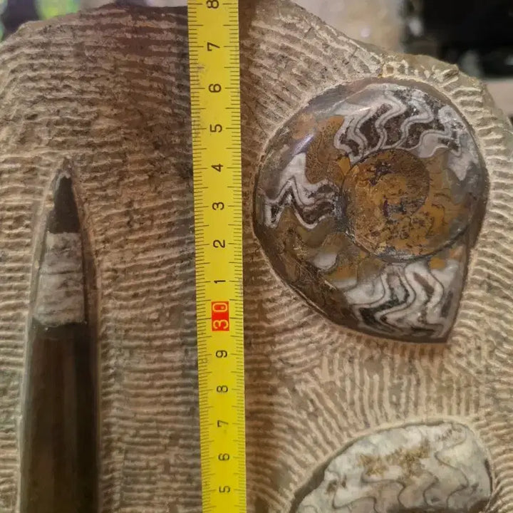 [BUNJANG] Orthoceras and Ammonite Fossil Collector&