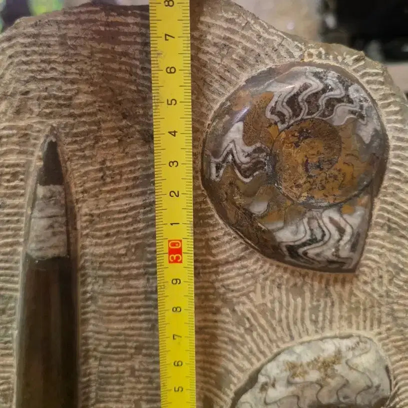 [BUNJANG] Orthoceras and Ammonite Fossil Collector&