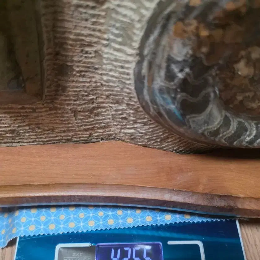 [BUNJANG] Orthoceras and Ammonite Fossil Collector&