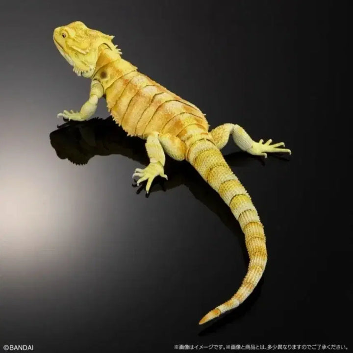 [BUNJANG] Bio Encyclopedia Premium Bearded Dragon Lizard (Yellow) / 생물대도감 프리미엄 비어디드래곤 도마뱀 (옐로우)