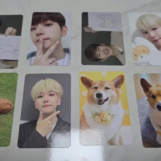 [BUNJANG] EXO Baekhyun Plush Photocard Bundle Set / 엑소 백현 터래기 포카 일괄