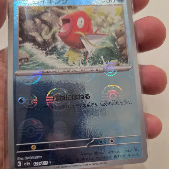 [BUNJANG] Pokemon Card Magikarp 6-Type Set (Japanese) / (일본판) 포켓몬 카드 잉어킹 6종 세트