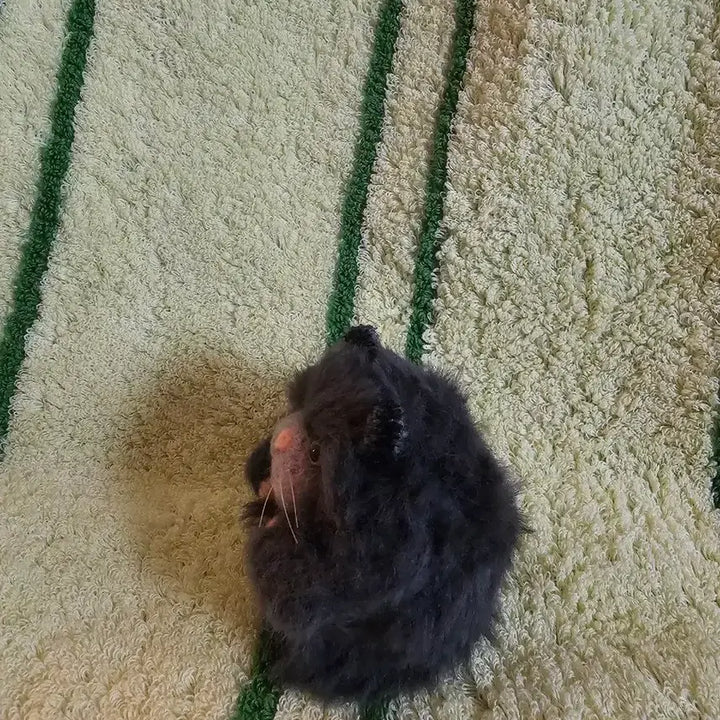 [BUNJANG] Mongdang Monster Hamster Travel Case / 몽당몬스터 세이햄