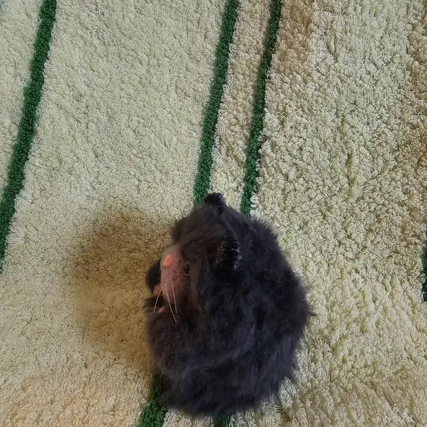 [BUNJANG] Mongdang Monster Hamster Travel Case / 몽당몬스터 세이햄