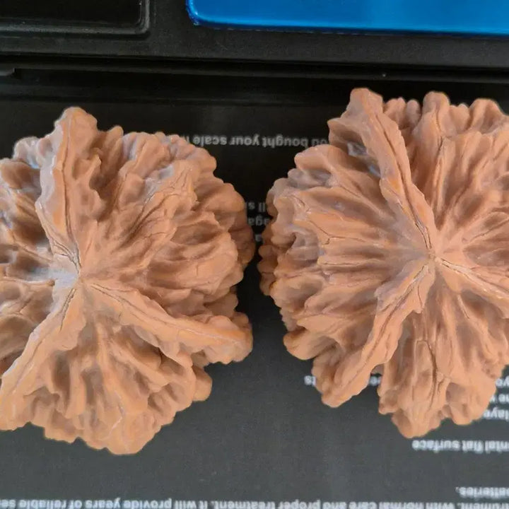 [BUNJANG] Moon Walnut (Triangle Walnut) / 문완호두(삼각호두)