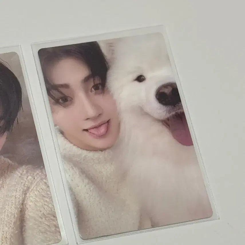 [BUNJANG] TWS Jihoon Last Bell Photocard / 투어스 지훈 라스트벨 포카