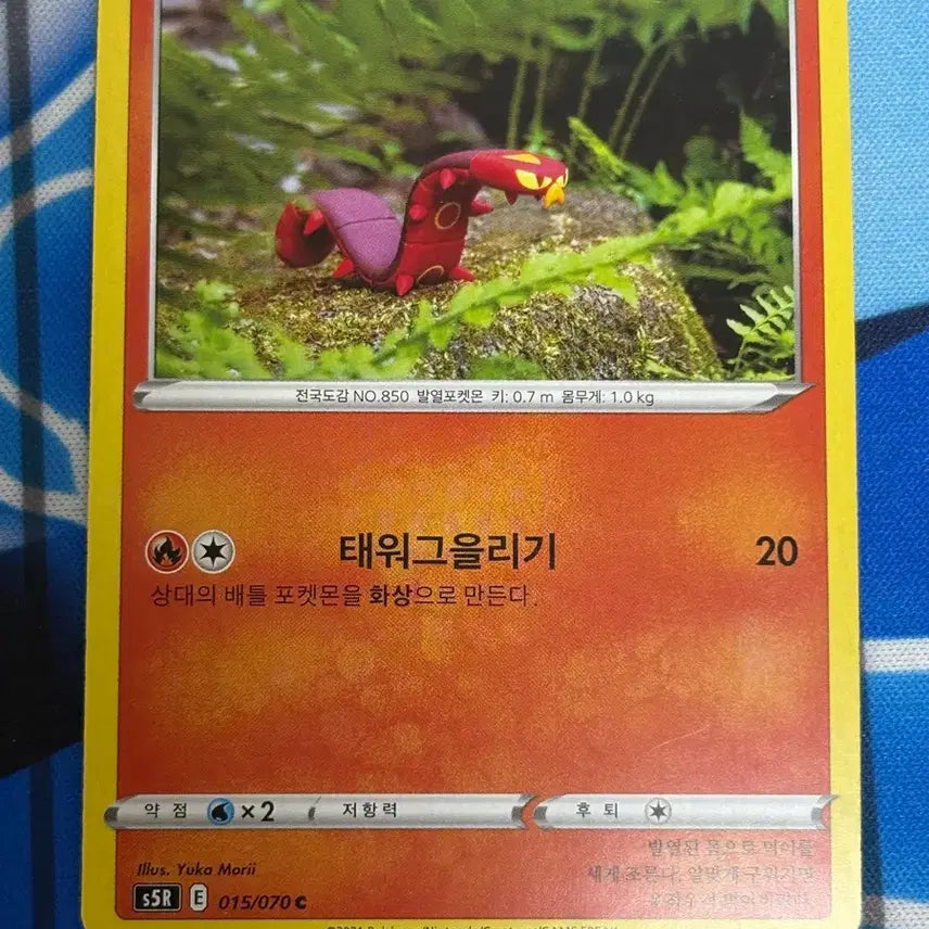 [BUNJANG] Pokemon Card Centiskorch Illustration / [귀여운 포켓몬카드] 태우지네 실물 일러