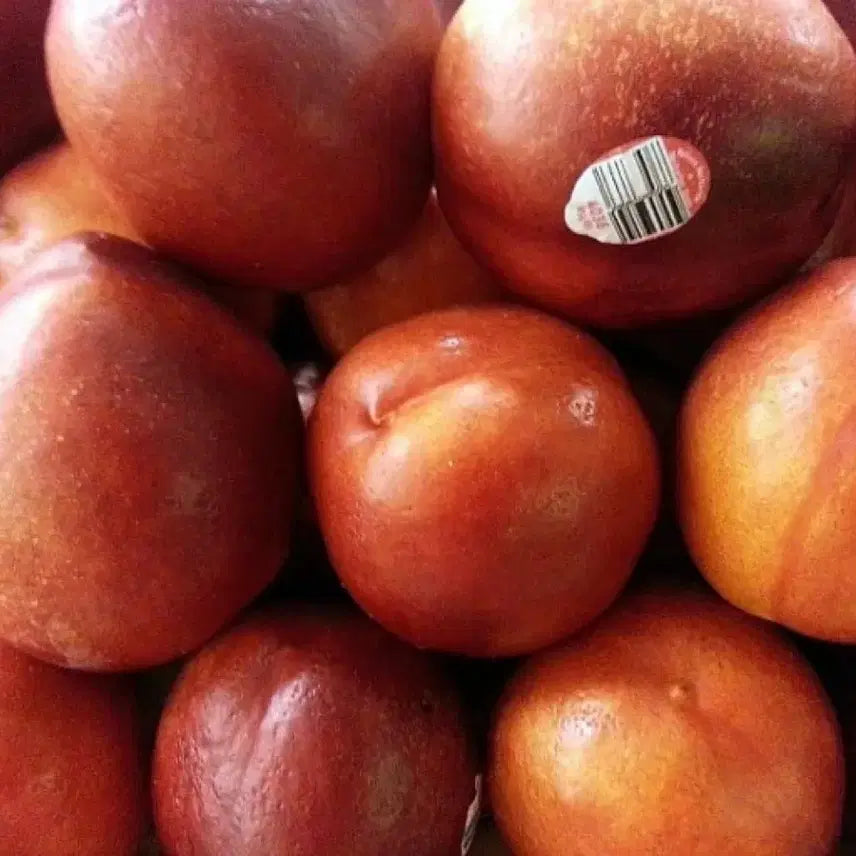 [BUNJANG] Premium Apples (500g) / 명풍 사과