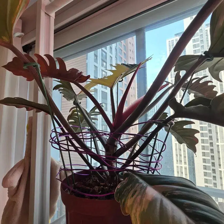 [BUNJANG] Philodendron Caramel Marble - Large Specimen, Separable Offsets (Premium S-Grade Variegation) / 필라덴드론 카라멜마블 중대품 촉 분리가능(특급S무늬)