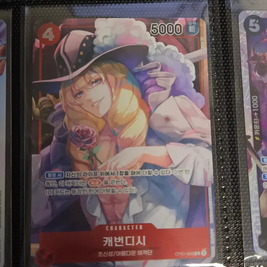 [BUNJANG] Cavendish OP01-008 / OP01-008 캐번디시