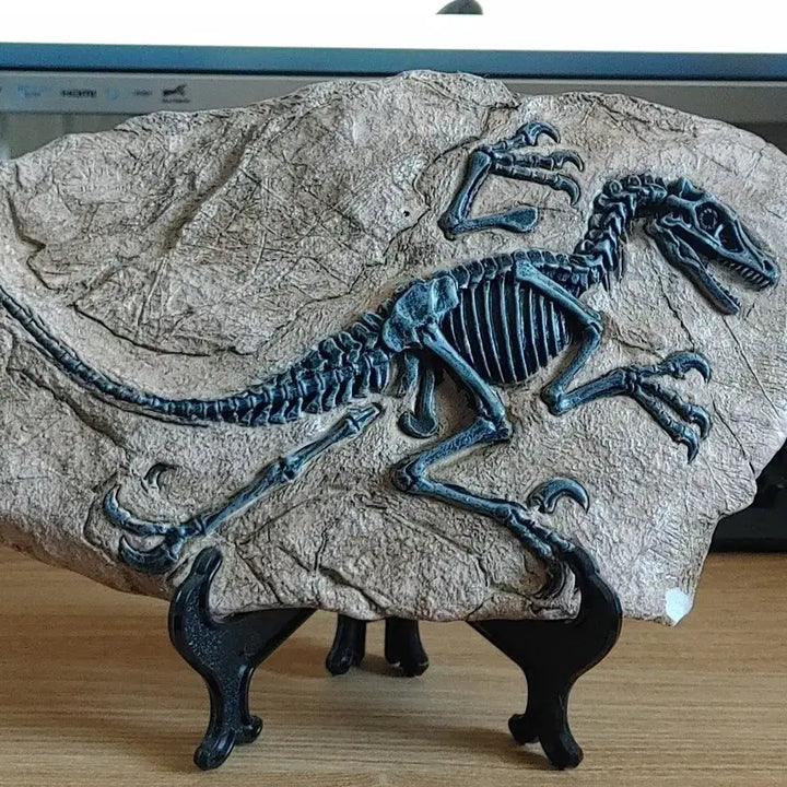 [BUNJANG] Dinosaur Fossil Model - T-Rex, Raptor, Jurassic World / 육식 공룡 화석 모형 팝니다 티렉스 랩터 쥬라기월드 쥬라기공원 본심남개