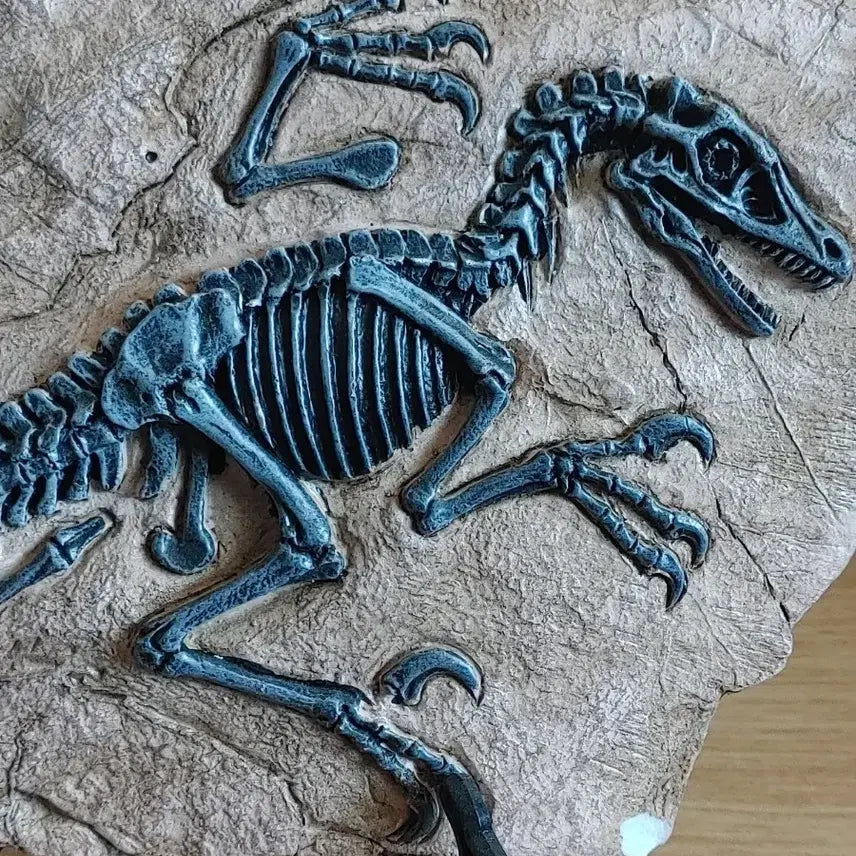 [BUNJANG] Dinosaur Fossil Model - T-Rex, Raptor, Jurassic World / 육식 공룡 화석 모형 팝니다 티렉스 랩터 쥬라기월드 쥬라기공원 본심남개