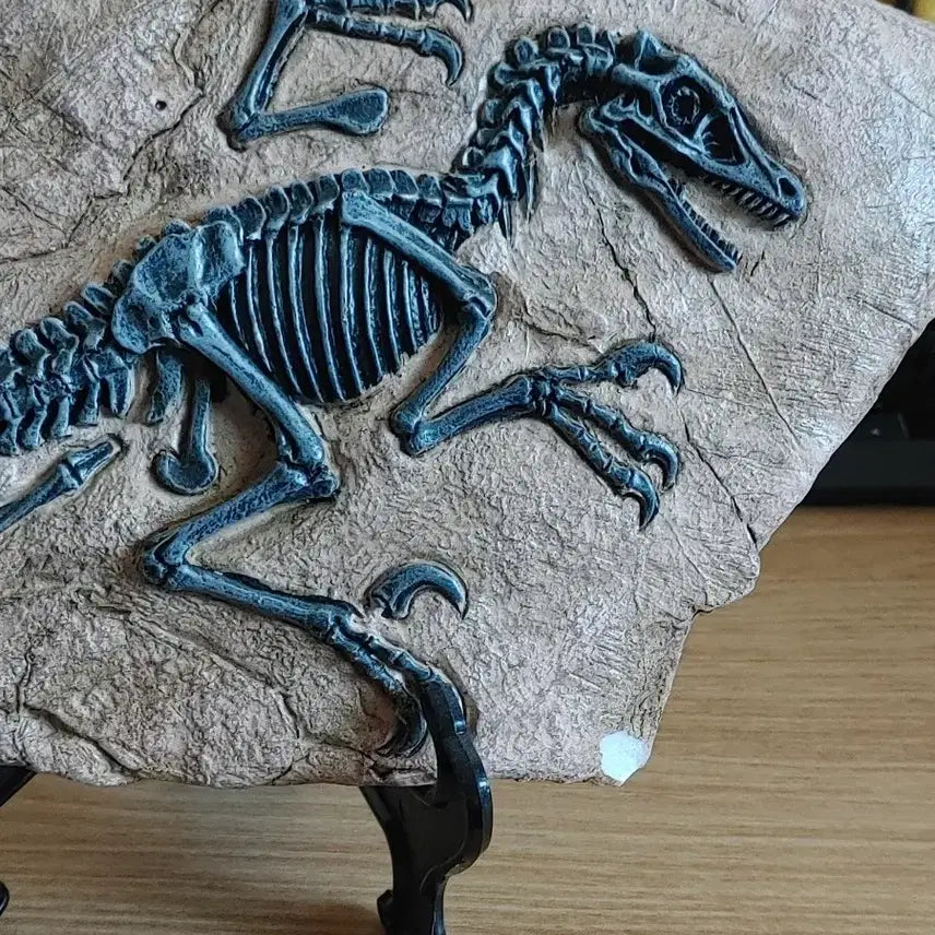 [BUNJANG] Dinosaur Fossil Model - T-Rex, Raptor, Jurassic World / 육식 공룡 화석 모형 팝니다 티렉스 랩터 쥬라기월드 쥬라기공원 본심남개