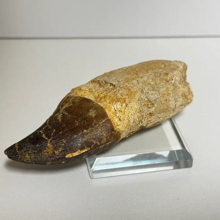 [BUNJANG] Mosasaurus Tooth Fossil / 모사사우루스 이빨 화석 판매합니다