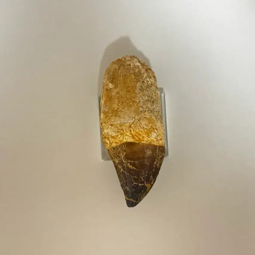 [BUNJANG] Mosasaurus Tooth Fossil / 모사사우루스 이빨 화석 판매합니다