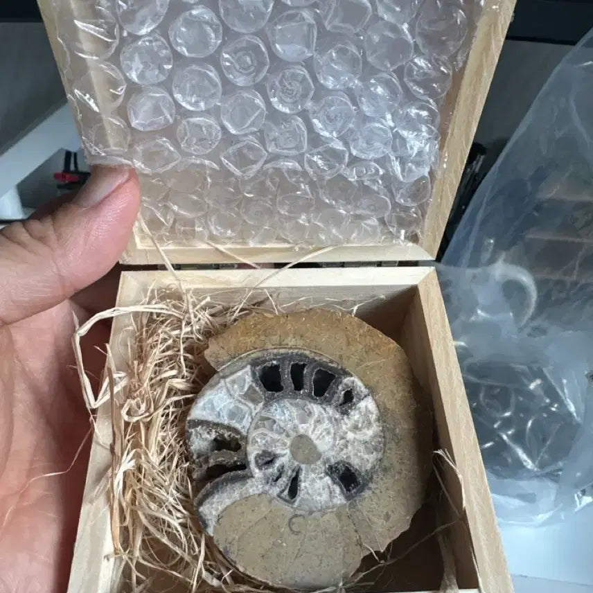 [BUNJANG] Ammonite Fossil Wooden Box Set / 암모나이트 화석 원목 박스 세트