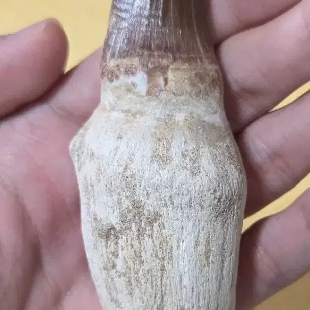 [BUNJANG] Tylosaurus Tooth Fossil / 틸로사우루스 이빨 화석 싸게 판매합니다!