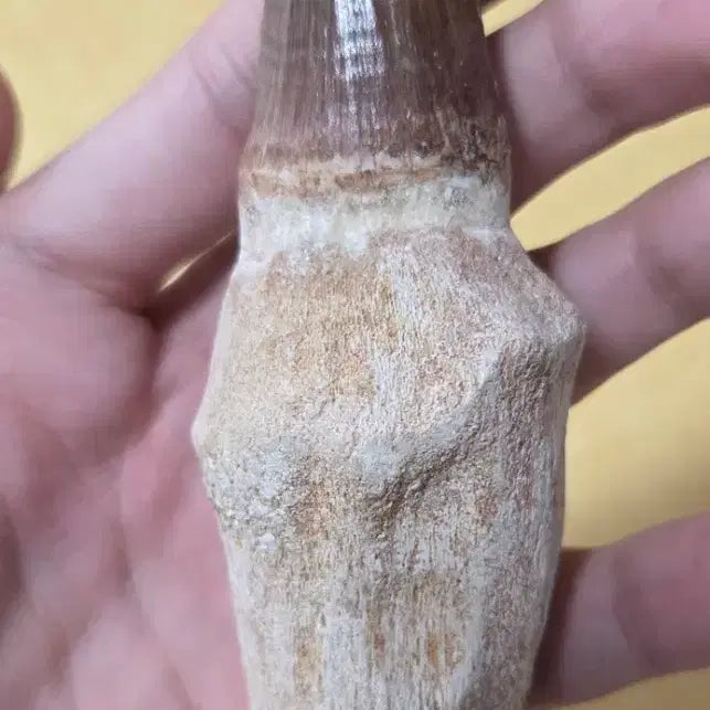 [BUNJANG] Tylosaurus Tooth Fossil / 틸로사우루스 이빨 화석 싸게 판매합니다!