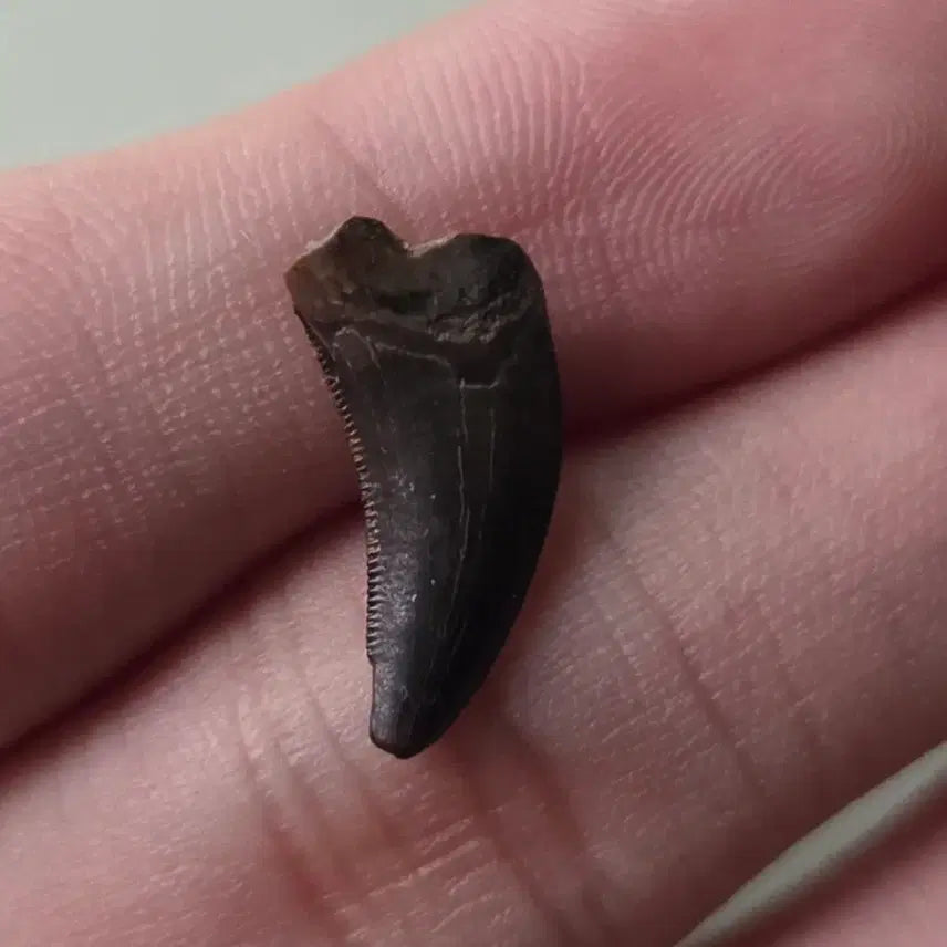 [BUNJANG] Authentic Velociraptor Tooth Fossil / 진품 아케로랍토르(랩터) 이빨 화석 싸게 판매합니다!
