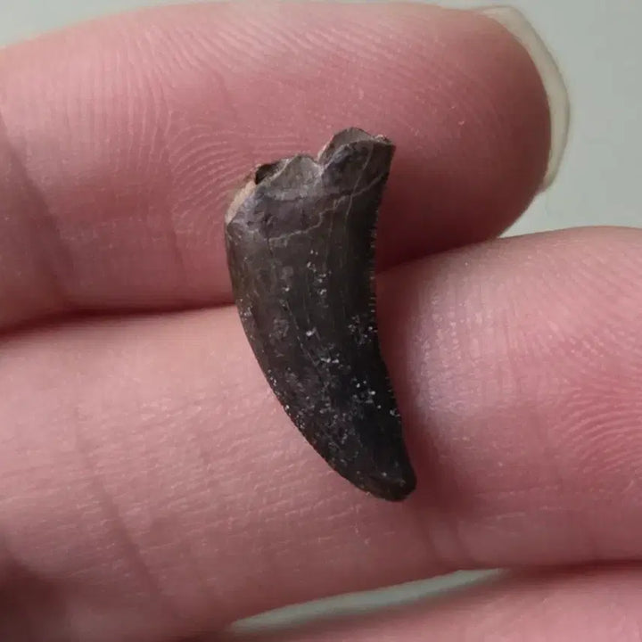 [BUNJANG] Authentic Velociraptor Tooth Fossil / 진품 아케로랍토르(랩터) 이빨 화석 싸게 판매합니다!