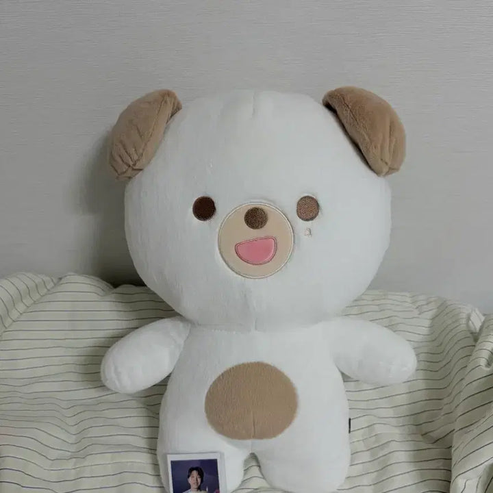 [BUNJANG] SEVENTEEN Giant Petit Mulz Money Photocard / 원가이하) 자이언트 쁘띠멀즈 돈